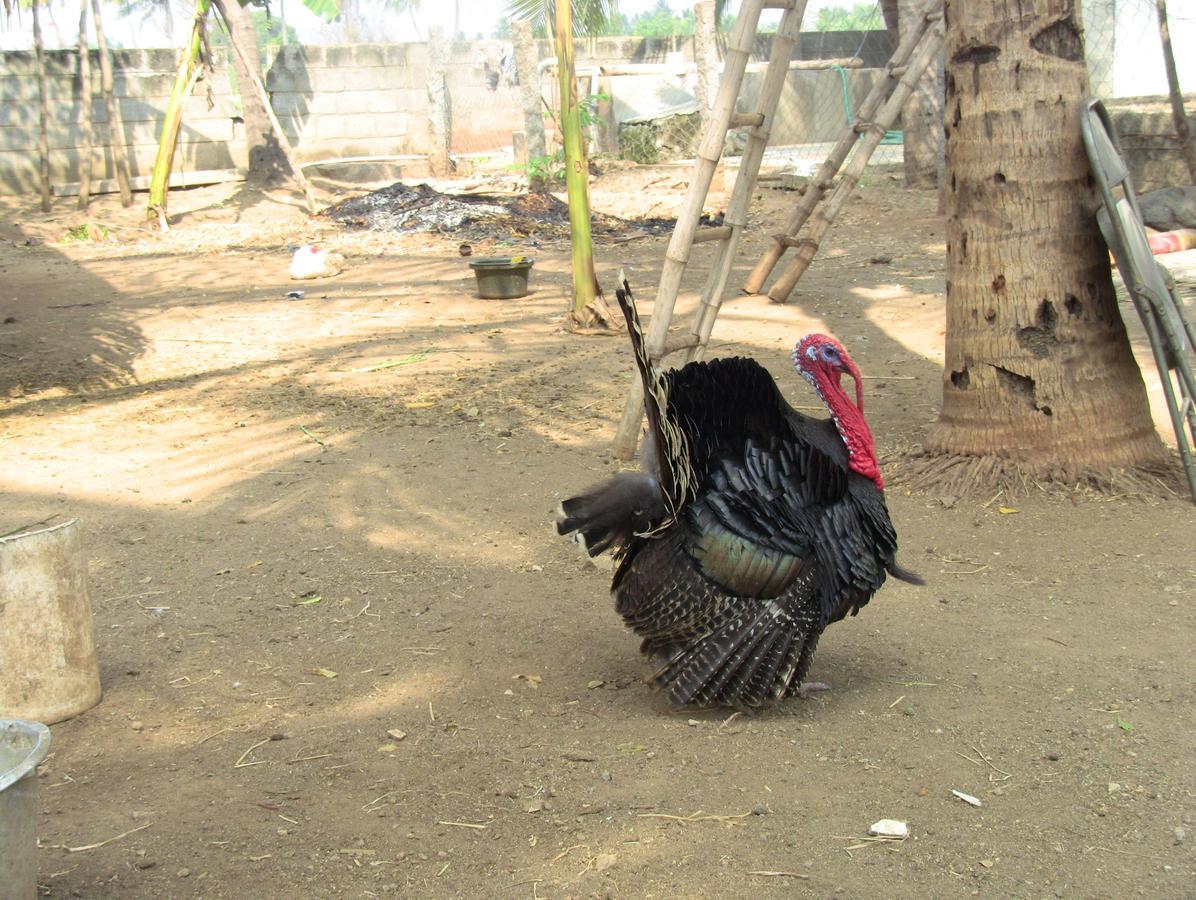 Holiyday In Vgf Farm House Dānishpet Exterior foto